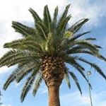 جود النخيل