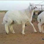 ذبائح الرياض