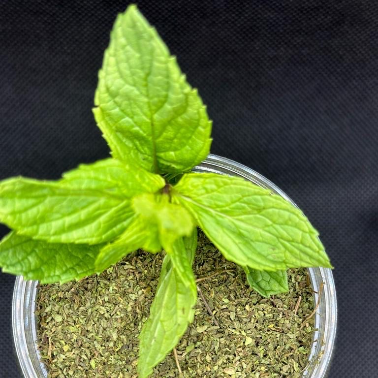 بودرة النعناع الطازجه ٣٠٠مل مغسول ومجفف فالظل