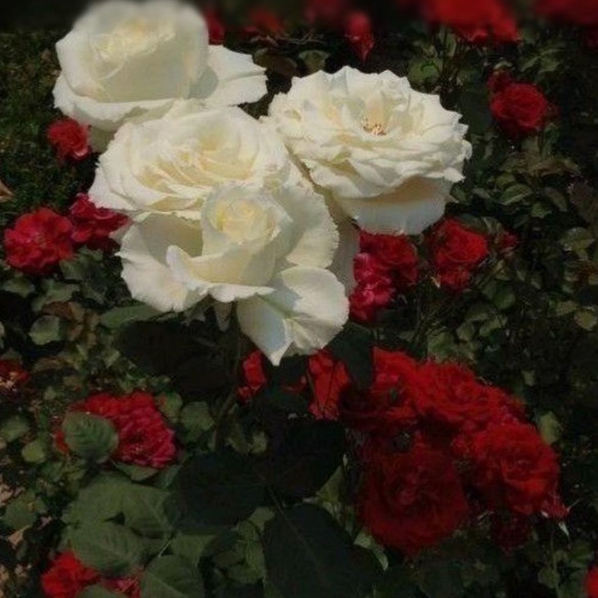 🌹 ورد