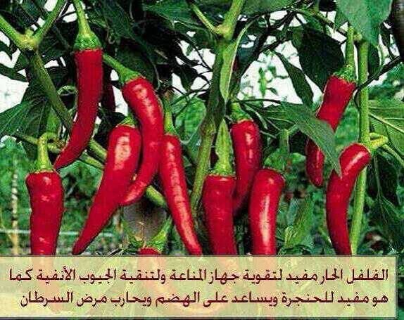 منقول#