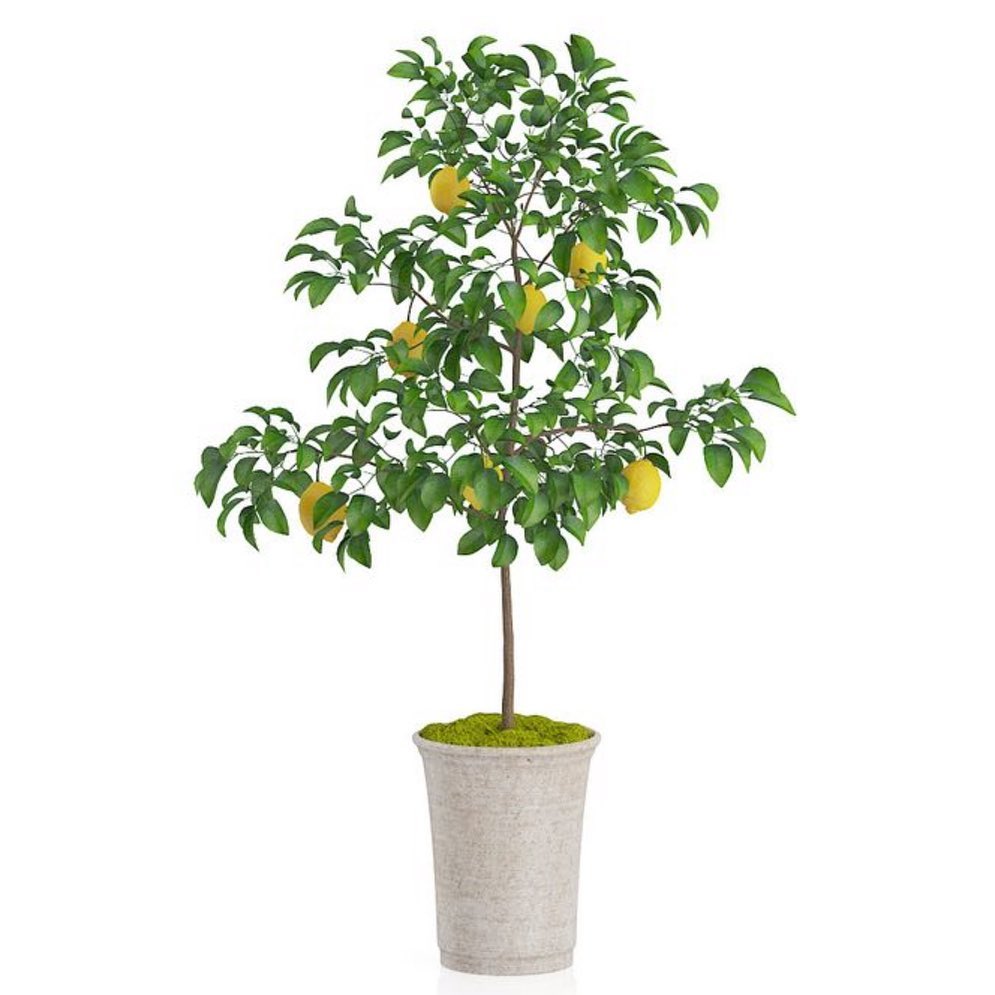 LEMON يعدل مزاجك . . . . #حلى_ليمون #سويت_ليمون #سويت #حلى #الرياض #حلى_بارد #حلى_قهوة #اف