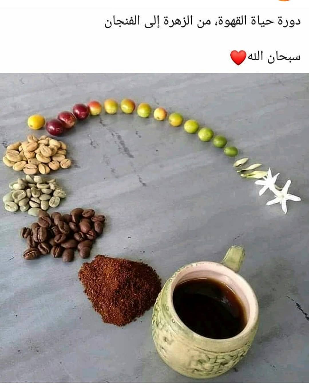 في اي دورة تضير قهوة عربيه قهوة عربية درجة أولى فاخرة معمولة بنكهتنا الخاصه للطلب والتوصيل