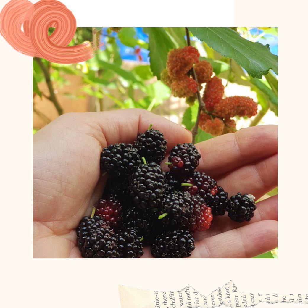 ‏#luxurylifestyle #صحة #صحي #فاكهة #فواكه #التوت_الازرق #جدة #healthylifestyle #healthyfoo