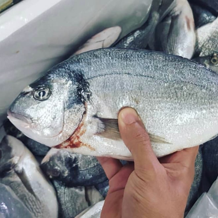 سمك الدنيس مناسب للشوي ، اطلبه الان عن طريق الواتس اب ويوصلك طازج لباب منزلك بمدينتك