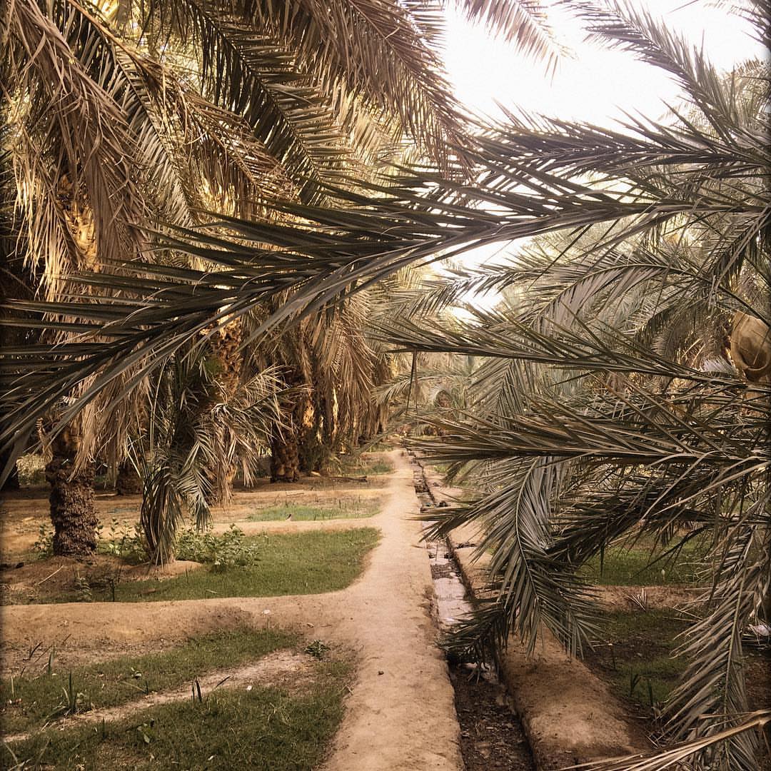 عجوتنا تجيكم من قلب مزارع #المدينة_المنورة نقطفها بعناية ونجهزها بحب من المزرعة الى بيتكم.