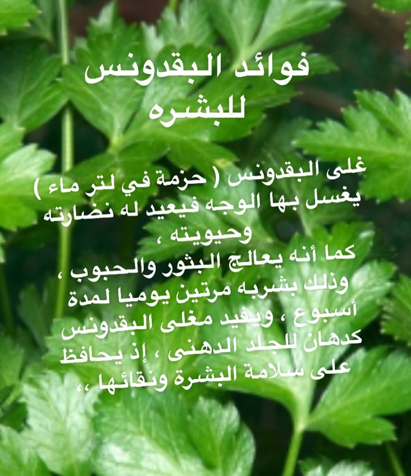 سلطة سبايسي