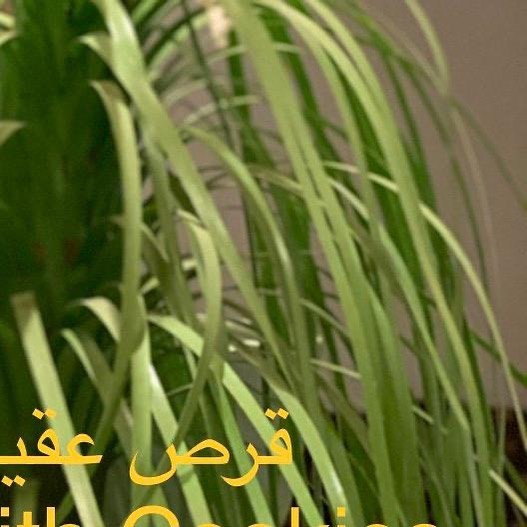 #ميني _تشيزكيك_اللوتس #كيك #كورونا #جائحه # فيروس_كورونا #وباء #كوكيز #تشيزكيك #سويت #حفلا