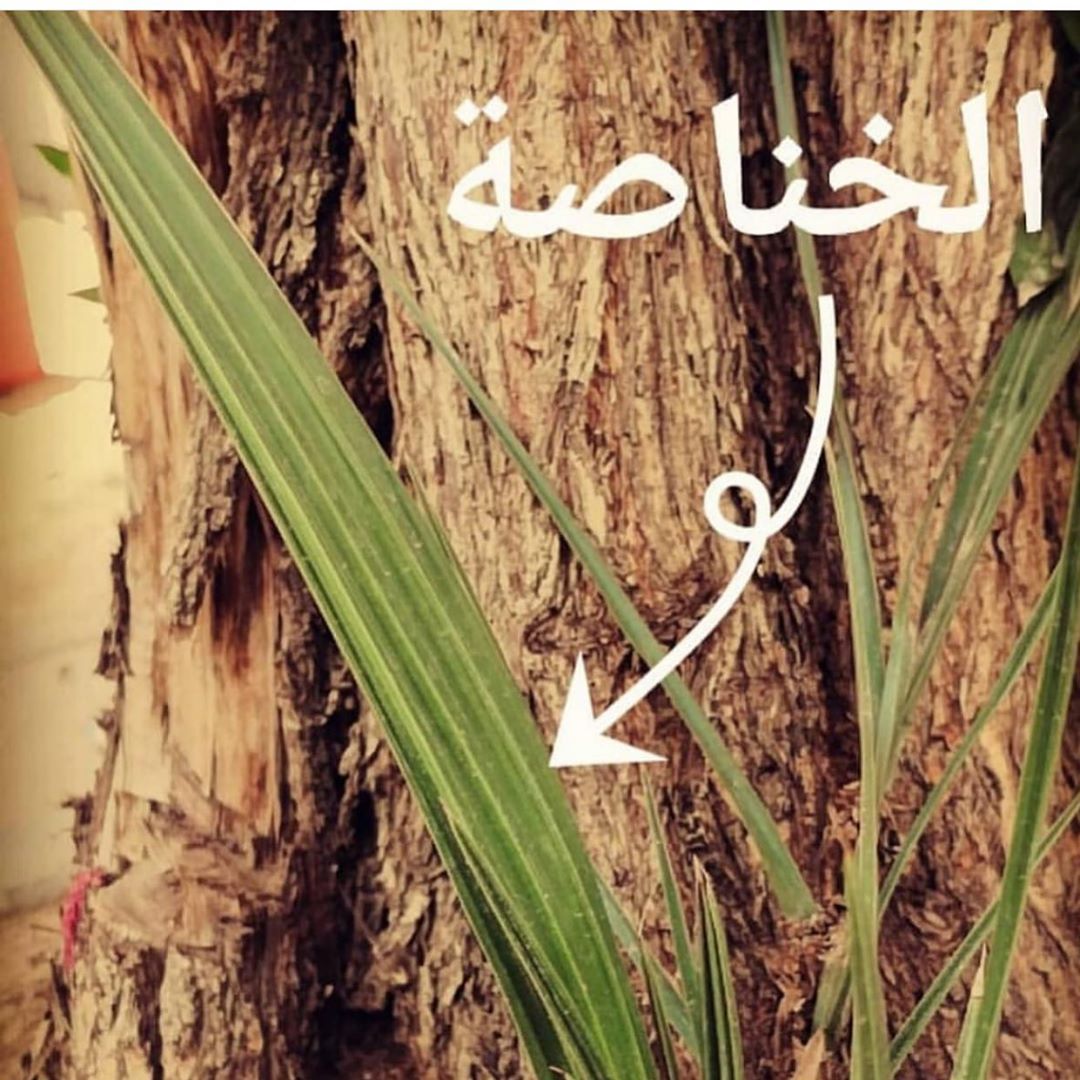 #معمول_الخناصة #معمول_تمر #معمول_العيد