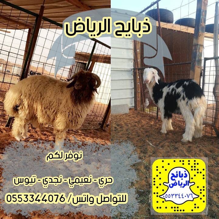 #مساء_الخير #رمضان_كريم #رمضان #شهر_الخير #ذبايح_الرياض #الرياض #السعوديه #السعودية #انستق