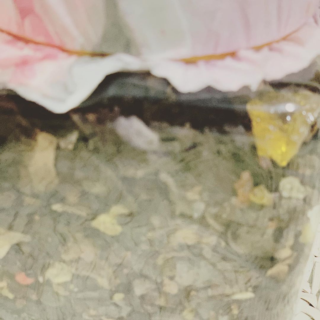 حوائج النفاس