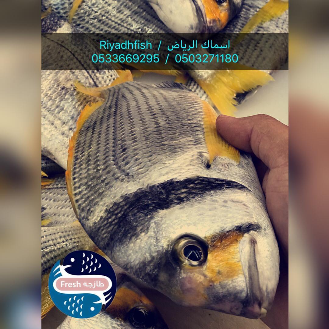 سمك الفسكر ، طعم مميز ولذيذ جداً جداً . نتشرف بخدمتكم في توفير . ( الأسماك و الروبيان ) ال