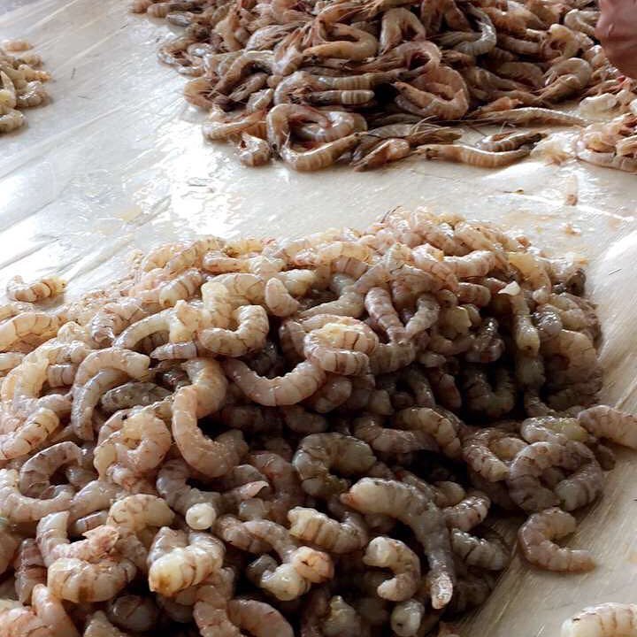 نتشرف بخدمتكم في توفير . ( الأسماك و الروبيان ) الطازجه والبحريه . توصيل الى باب بيت العمي