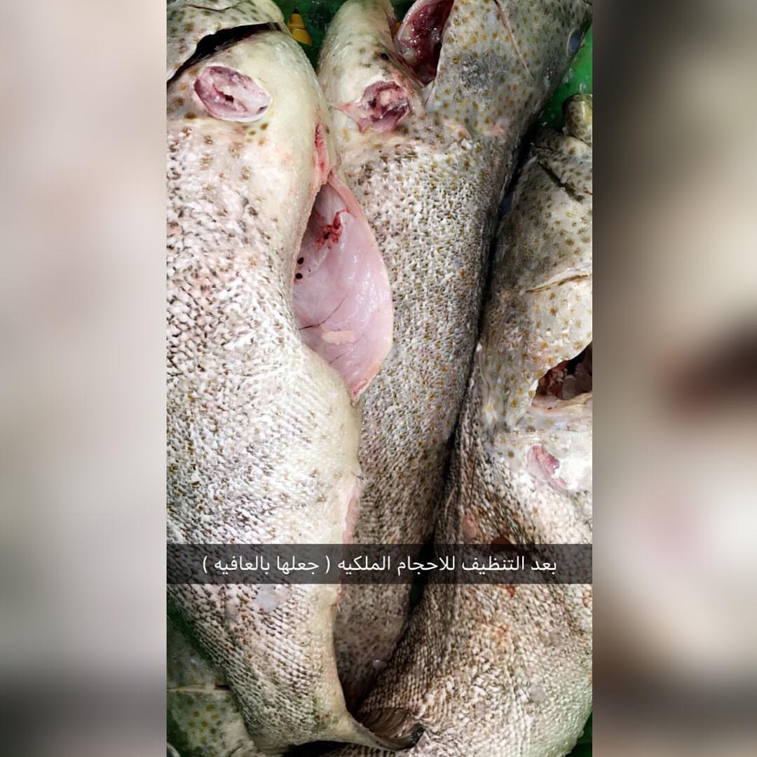 نتشرف بخدمتكم في توفير . ( الأسماك و الروبيان ) الطازجه والبحريه . توصيل الى باب بيت العمي