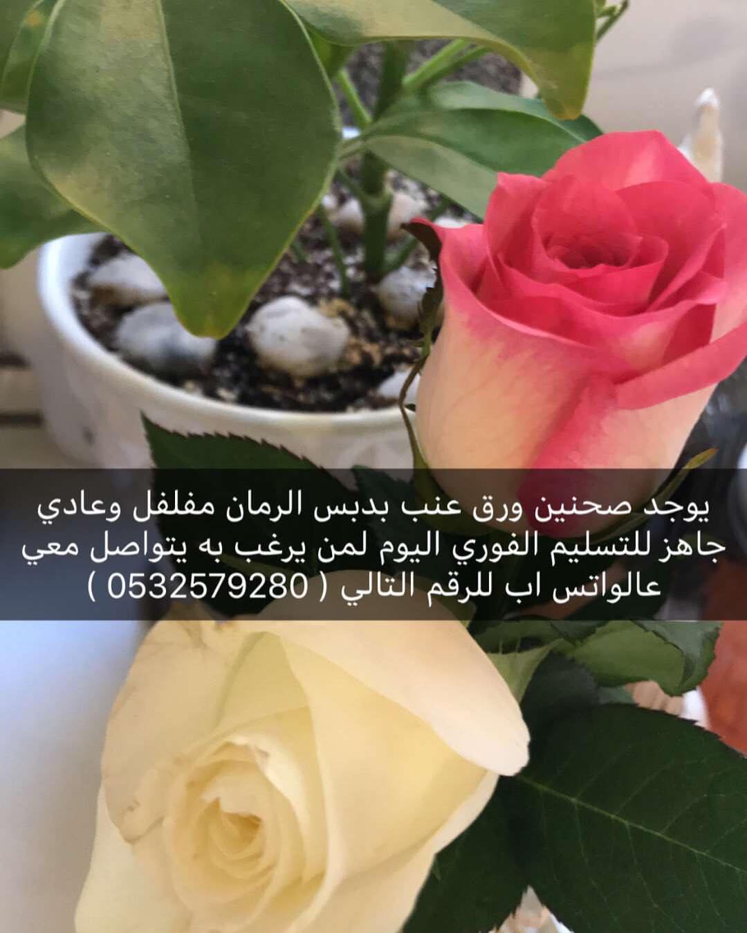 1674654856147538934_