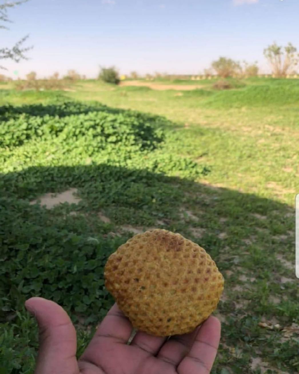 الخضرة والسماء والكليجا الحسن♥️ صباحكم تفاءل ورضا