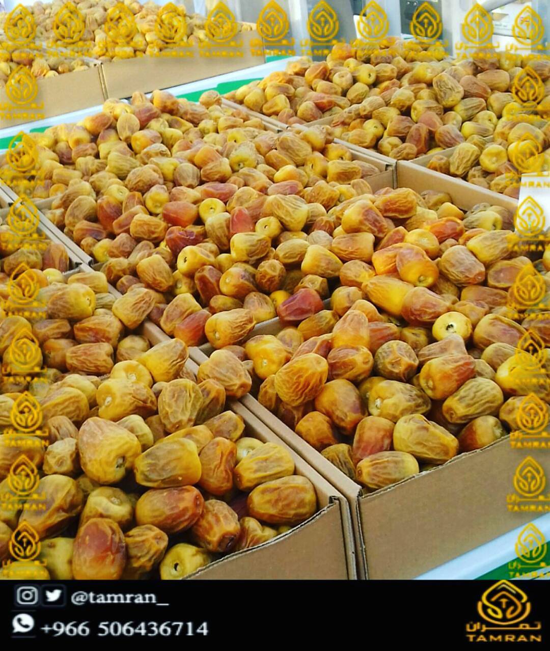 صدق من قال #تمورنا_ذهب .ايه ياسكري القصيم . . . #سكري_فاخر #سكري_تمران #التمر_السكري #سكري