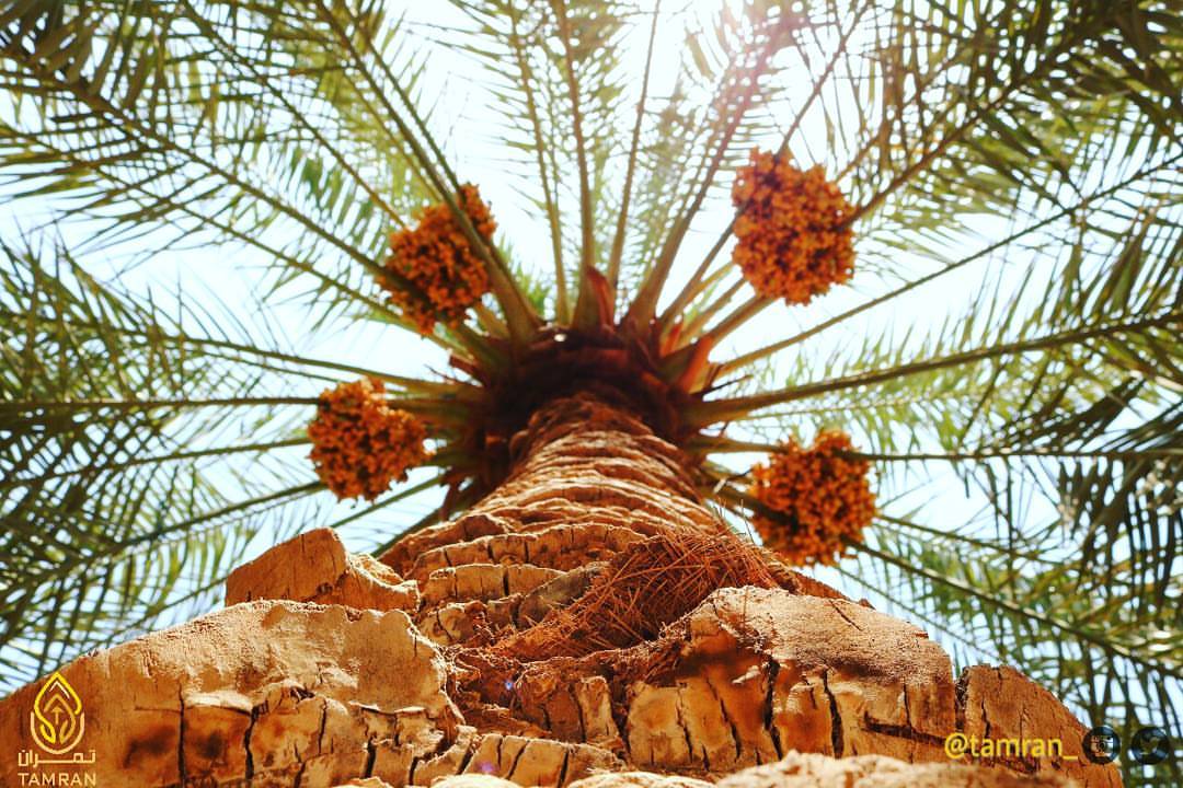 . . يانخيل الخير يافخر العرب .. والزمان اللي عطا مجد ونخيل وياكنوز التمر كنزك مانضب .. لك
