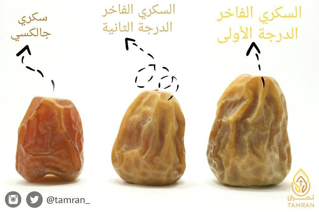 . ِ. تعرف على بعض انواع التمر السكري الفاخر واكتشف الفرق . #سكري_فاخر #سكري_تمران #التمر_ا