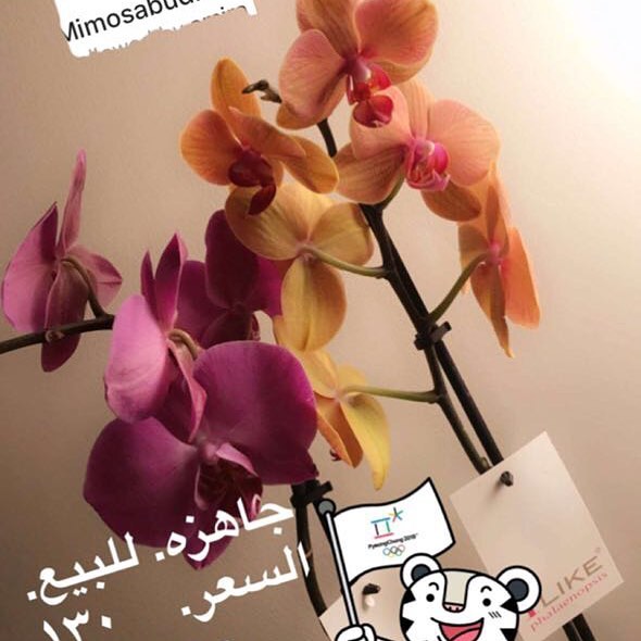 #بطاطس #كرات #بوفيهات #توصيل #لذييييييييييييييذ