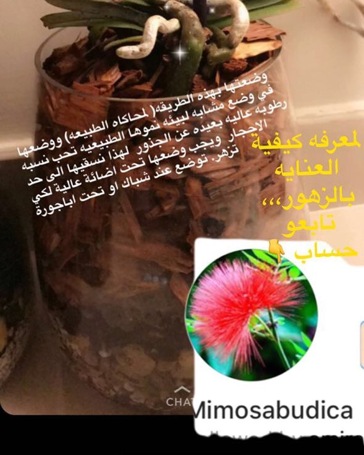 #ورود_هدايا_اوركيدا_بوكيه_صناديق_ #ورود #زهور #تنسيق