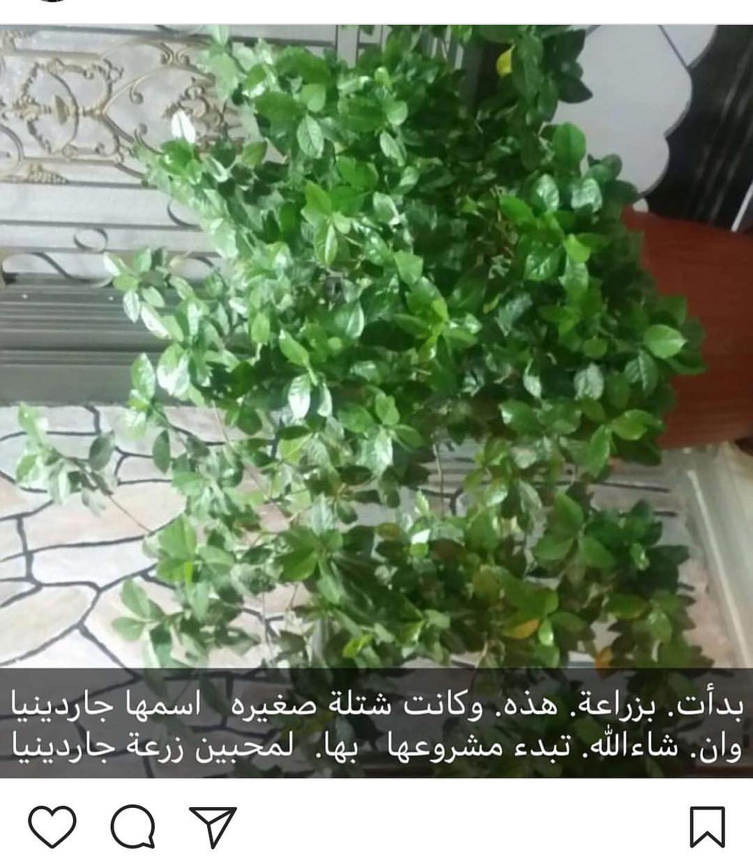 طبق منزلي من Home.cooking