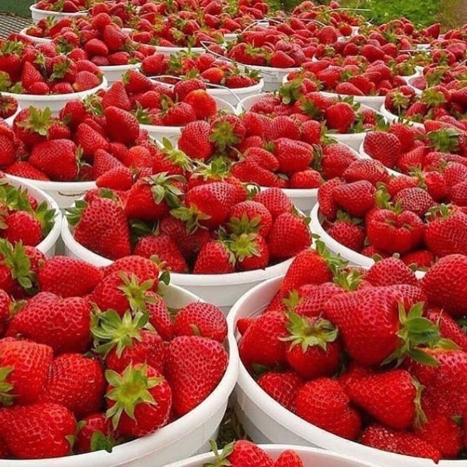 Blessed Friday For the love of Strawberries