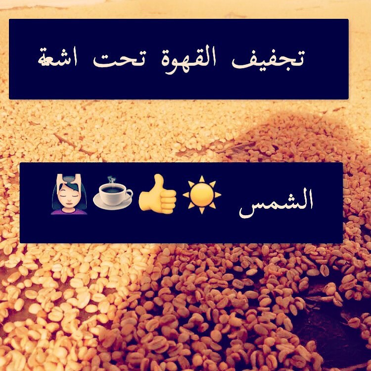 نقطة مهمة تجفف القهوة بعد غسلها تحت اشعة الشمس افضل وانقى