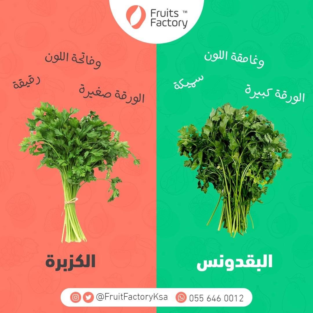 جبنا لكم الفرق بين البقدونس والكزبرة قولنا كيف تميز بينهم؟ #فروتس_فاكتوري