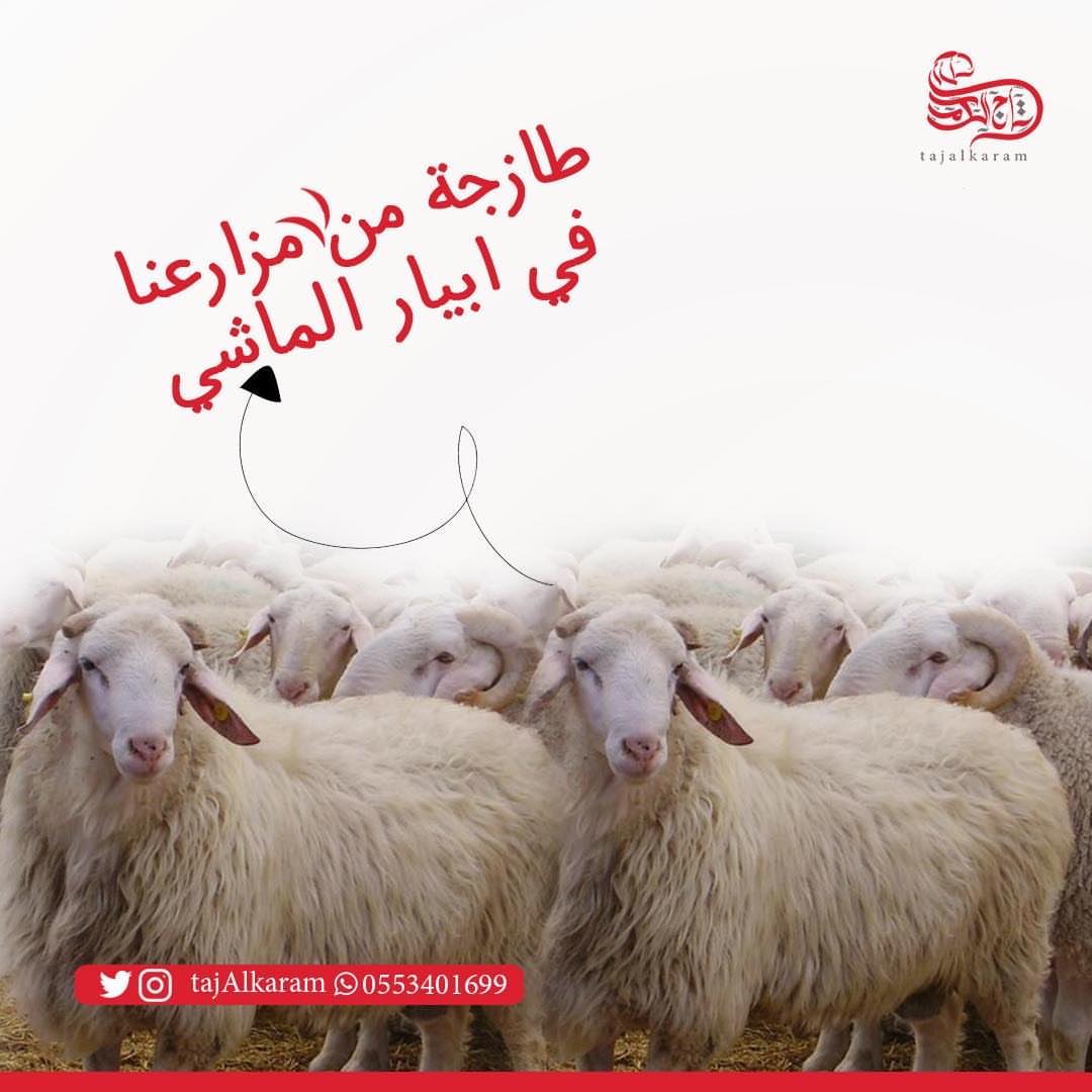 نوصل لكم ذبيحة رمضان من مزارعنا في أبيار الماشي ما نذبح الا شي نظيف #ذبيحة_رمضان #ذبيحه #ذ