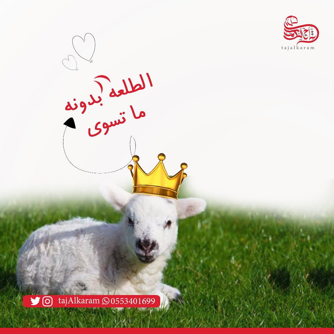 الطلعات والكشتات مابيلها الا ذبيحة #تاج_الكرم .. .. .. .. .. .. .. .. .. .. .. #طلعات_بر #