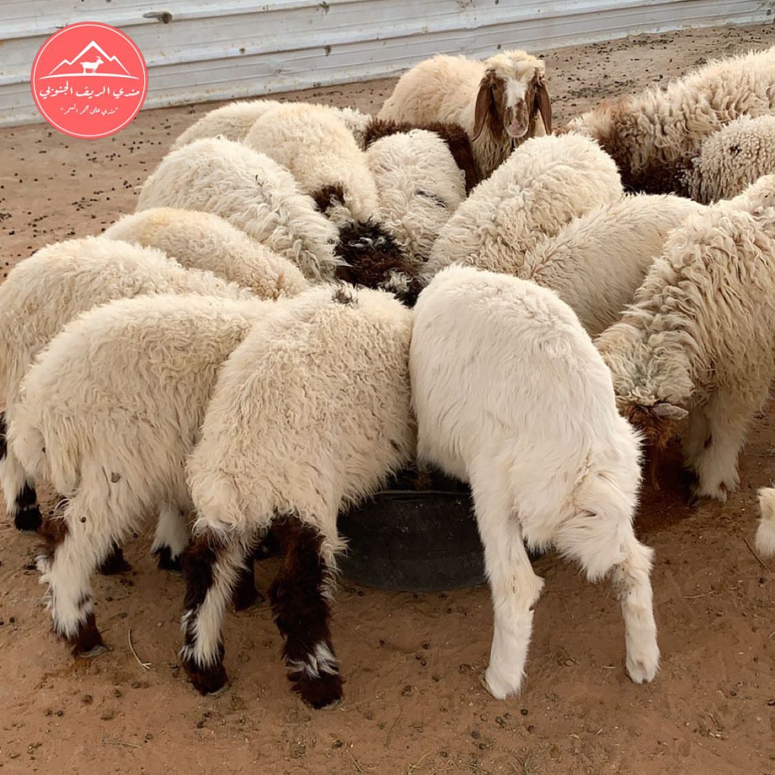 صحة وعافية ‍ . . . #الرياض #حنيذ #مرخ #تيوس #تيس #مندي_لحم #طبخ #طبخات #لذيذ #مطعم #مطبخ #