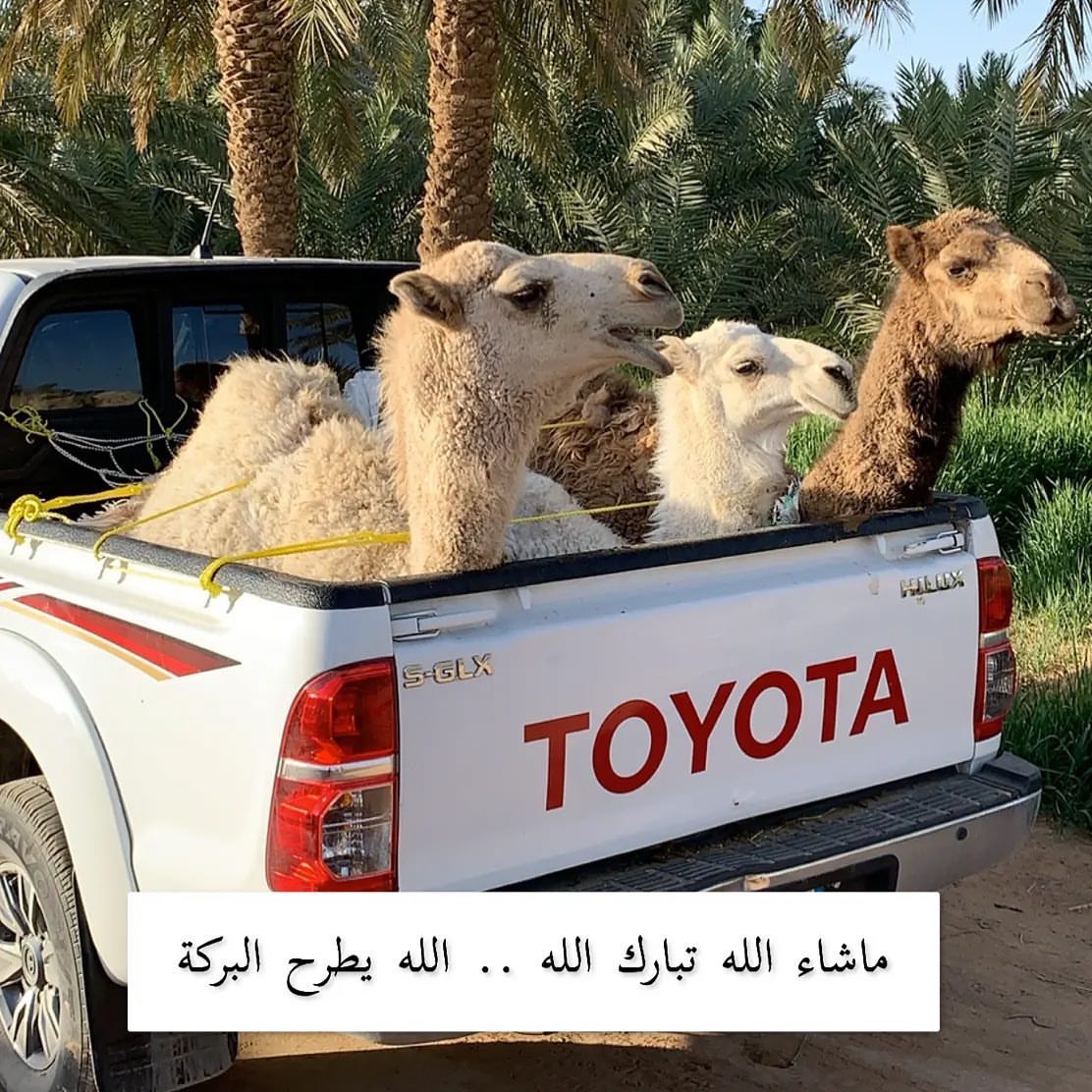 الحاشي بعد التقطيع
