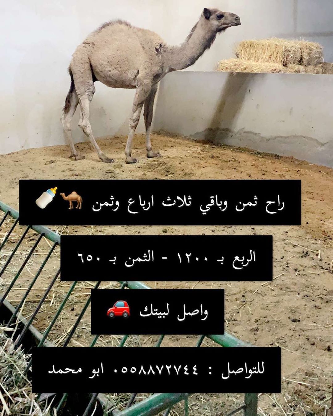 الحاشي بعد التقطيع
