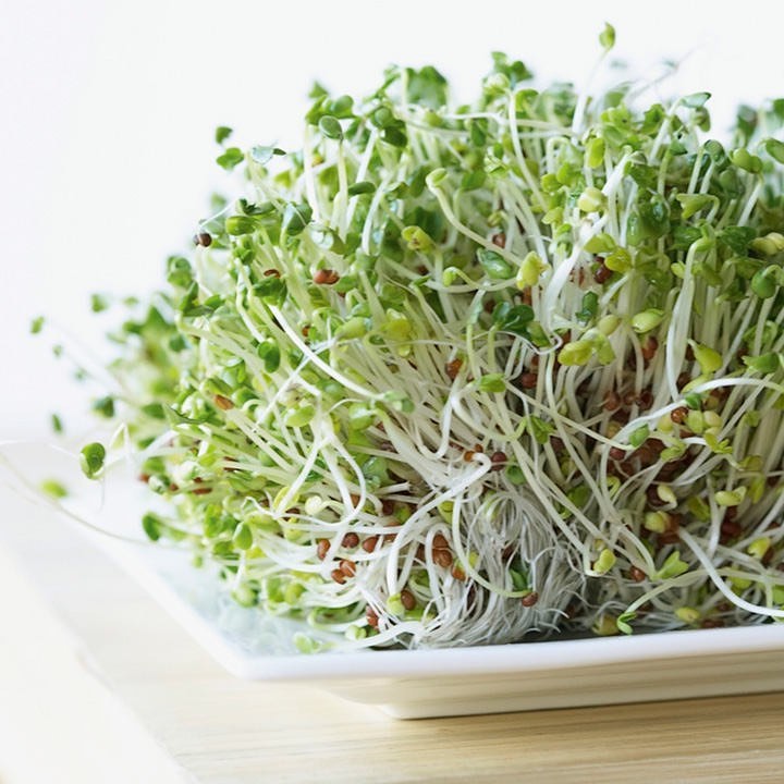 قريييييييييبا براعيم البرسيم (alfalfa ) للسلطات والساندويشات #indoorvoices2020