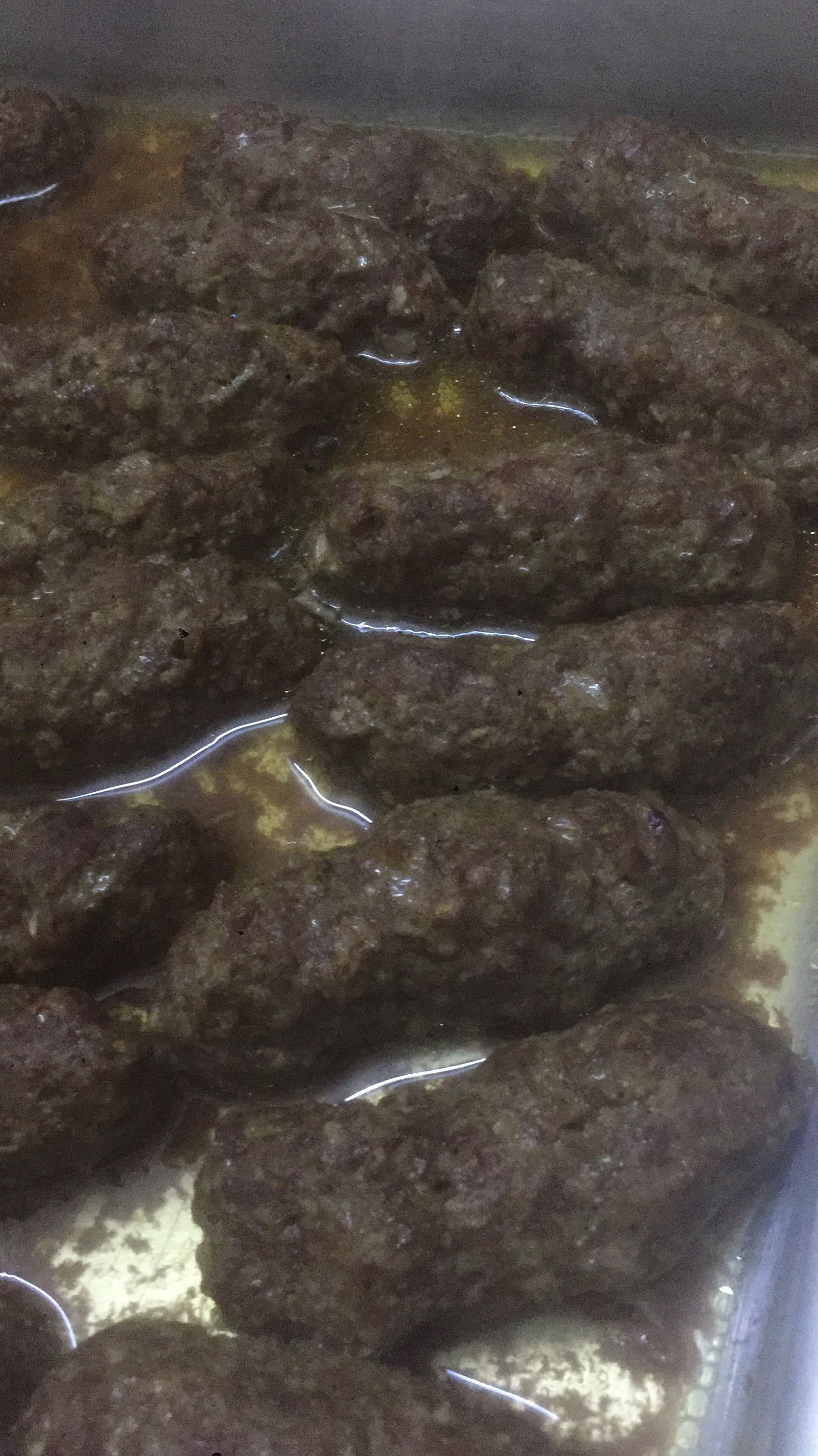 كباب مشوي في الفرن مع سلطه