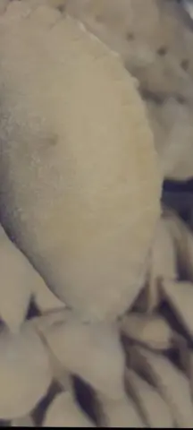 سمبوسة بف دجاج ولحمه