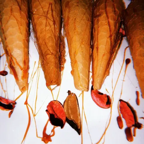 ‏#minipancakes#mini#minisweets#sweets#pancakes#توزيعات#حفلات#بانكيك#بان_كيك#حلويات_ميني#مناسبات#توزيعات_ميني#مباشرات#fingerbites#حلويات_صغيرة#waffle#waffle_cone#waffle_cones#caramelwaffle#