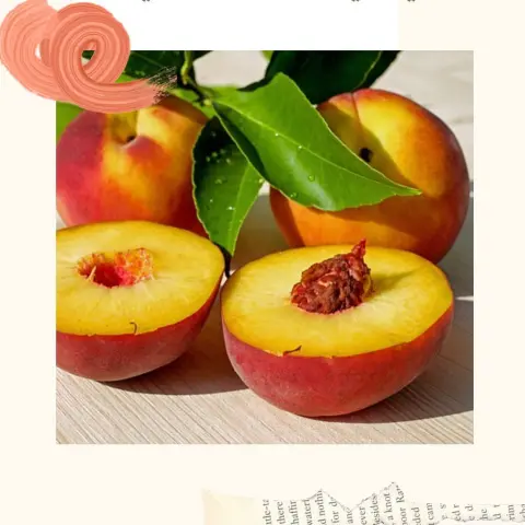 تُعدُّ فاكِهة الخوخ، أو البرقوق (بالإنجليزية: Plums)؛ إحدى الفواكه الصيفيّة التي تنتشر في معظم أنحاء العالم، وهي تنتمي إلى الفصيلة ذاتها التي تضم المشمش، والنيكتارين، وتتميّز هذه الفاكهة باحتوائها على العديد من العناصر، والفيتامينات المهمة، مثل: البوتاسيوم، وفيتامين ك، وفيتامين أ، وفيتامين ج، والألياف، إضافةً إلى ذلك يحتوي الخوخ على نسبةٍ عاليةٍ من حمض الكلوروجينيك (بالإنجليزية: Chlorogenic Acid)، والنيوكلوروجينيك (بالإنجليزية: Neochlorogenic)، وهما من مضادات الأكسدة المهمة في الجسم، وقد تبين أنّ للخوخ العديد من الفوائد الصحيّة؛ فهو يُساعد على زيادة امتصاص الحديد في الجسم، كما أنّ تناول ثلاث حصصٍ يوميةٍ من هذه الفاكهة، قد يقلّل من خطر الإصابة بمرض الضمور البقعي المرتبط بالسنّ بنسبة 36%. #بيتشي_في_الصحة_عيشتي #luxurylifestyle #جدة_الان #مقاصف_المدارس #فاكهة #fruit #fruits