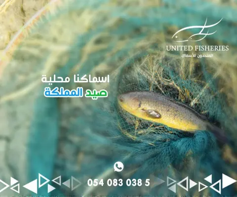#اسماك طازجة من بحر الشرقية تصلك لمدينتك ولباب بيتك برسالة واتس اب احجز طلبك #سمك #اسماكنا #محلي #مكياج #روبيان #هامور #سالمون #سلمون #الرياض #الخرج #القصيم #بريدة #كريم #بودرة #رز #ايدام #كبسة #صيادية #صيد #بحر #بحري #فررش #مطاعم #اكلات #طبخ #سباق #العثيم #بندة