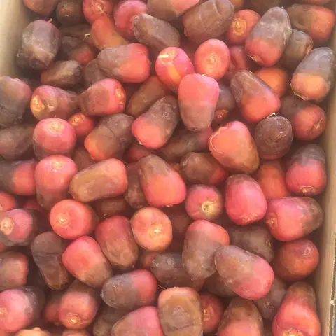شقراء فاخر، حسب الطلب