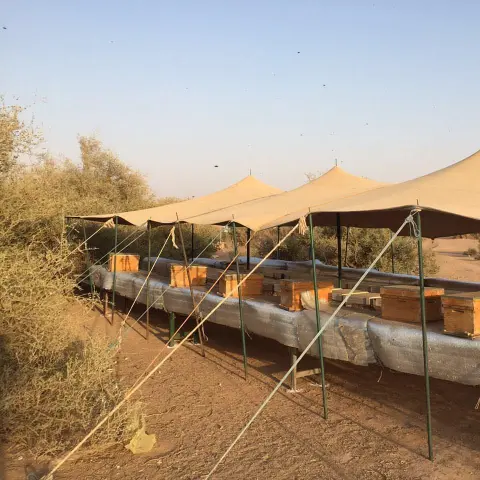 .:منحل السدر بروضة التنهاة:. جميع الأعسال اللتي نسوقها من إنتاج مناحلنا و على الشرط بدون تغذية نحل و لا إضافات على العسل. يستخدم كعلاج ، لرفع مناعة الجسم ، مقوي عام . عسل سدر روضة التنهاة الكيلو ٤٠٠ ريال.