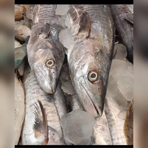 نتشرف بخدمتكم في توفير . ( الأسماك و الروبيان ) الطازجه والبحريه . توصيل الى باب بيت العميل . تغليف بطريقه مناسبه وفي ثلاجه فلين خاصه . في حال وصول الطلبيه وعندك أي ملاحظات لك الحق الكامل في إسترجاع فلوسك ونجيك نستلم بضاعتنا . وبإذن الله نسعى إلى رضاكم وراحتكم ... #أسماك #سمك #الشرقيه #صيد #لفاح #قراقير #حداق #الرياض #الدمام #الخبر #الجبيل #القطيف #الاحساء #كنعد #هامور #عندق #هامور_عربي #هامور_مشوي #روبيان #سبيطي #شعري #سلمون #توصيل_اسماك #اسماك_بحريه #اسماك_الرياض #أسماك_الرياض
