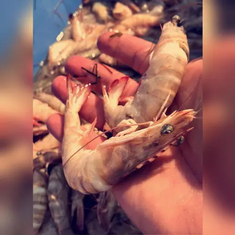 نتشرف بخدمتكم في توفير . ( الأسماك و الروبيان ) الطازجه والبحريه . توصيل الى باب بيت العميل . تغليف بطريقه مناسبه وفي ثلاجه فلين خاصه . في حال وصول الطلبيه وعندك أي ملاحظات لك الحق الكامل في إسترجاع فلوسك ونجيك نستلم بضاعتنا . وبإذن الله نسعى إلى رضاكم وراحتكم ... #أسماك #سمك #الشرقيه #صيد #حداق #الرياض #الدمام #الخبر #الجبيل #القطيف #الاحساء #كنعد #هامور #روبيان #سبيطي #شعري #سلمون #توصيل_اسماك #اسماك_بحريه #اسماك_الرياض