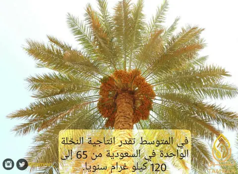 إنتاجية #النخلة الواحدة في #السعودية سنويا ؟ #سكري_فاخر #سكري_تمران #التمر_السكري #سكري_القصيم #سكري_مفتل #تمر_سكري #تمر #تمور #تمور_القصيم #تمور_السعودية #التمر_السكري_الفاخر #مهرجان_عنيزة_للتمور #مهرجان_بريدة_للتمور #مهرجان_البدائع_للتمور #الدمام #الخبر #الظهران #الجبيل #الجبيل_الصناعية #المنطقة_الشرقية #الشرقية
