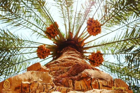 . . يانخيل الخير يافخر العرب .. والزمان اللي عطا مجد ونخيل وياكنوز التمر كنزك مانضب .. لك مرد الضل جيل بعد جيل ماعلى البترول لو ولى عتب .. عندنا في كل وقت له بديل - يعقوب الشامسي - #سكري_فاخر #سكري_تمران #التمر_السكري #سكري_القصيم #سكري_مفتل #تمر_سكري #تمر #تمور #تمور_القصيم #تمور_السعودية #التمر_السكري_الفاخر #مهرجان_عنيزة_للتمور #مهرجان_بريدة_للتمور #مهرجان_البدائع_للتمور #الدمام #الخبر #الظهران #الجبيل #الجبيل_الصناعية #المنطقة_الشرقية #الشرقية