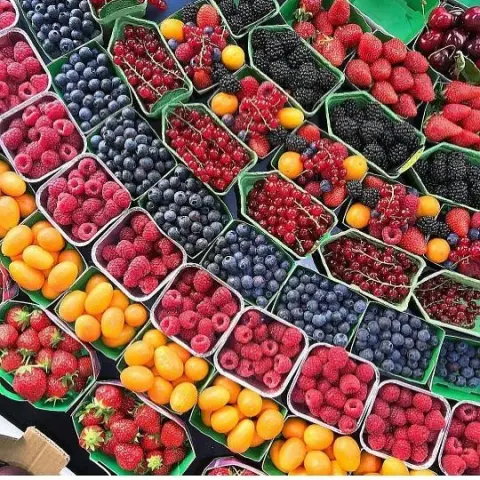 أنعِم بتين طاب طعماً، واكتسى حُسناً، وقاربَ منظراً من مَخبرِ في بَرد ثلج، في نَقا تبر، وفي ريح العبير، وطيب طعم السُكرِ يحكي إذا ما صفّ في أطباقه خِيماً، ضُرِبْنَ من الحرير الأحمرِ