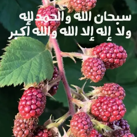 حنيني فاخر